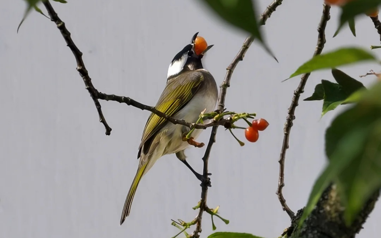 Example of a bird